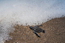 Leatherback turtle (Dermochelys coriacea) hatchling reaching the sea after journey across beach from nest, Grande Riviere, Trinidad Island, Trinidad & Tobago, Caribbean.