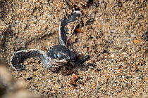 Leatherback turtle (Dermochelys coriacea) hatchling digging its way out of nest in sand after two months incubation, Grande Riviere, Trinidad Island, Trinidad & Tobago, Caribbean.