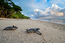 Two Leatherback turtle (Dermochelys coriacea) hatchlings moving across beach towards sea after leaving nest, Grande Riviere, Trinidad Island, Trinidad & Tobago, Caribbean Sea.