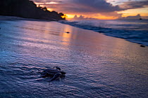 Leatherback turtle (Dermochelys coriacea) hatchling making journey across beach towards the sea at dusk, Grande Riviere, Trinidad Island, Trinidad & Tobago, Caribbean Sea.