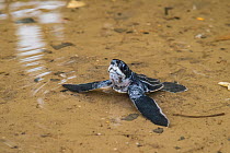 Leatherback turtle (Dermochelys coriacea) hatchling swimming across rainwater pool towards sea after emerging from its nest, Grande Riviere, Trinidad Island, Trinidad & Tobago, Caribbean.