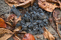 Leatherback turtle (Dermochelys coriacea) hatchlings emerging from nest on sandy beach after two months incubation, Grande Riviere, Trinidad Island, Trinidad & Tobago, Caribbean.