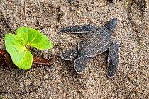 Leatherback turtle (Dermochelys coriacea) hatchling covered in sand after emerging from nest on beach, Grande Riviere, Trinidad Island, Trinidad & Tobago, Caribbean.