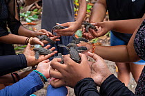 People from local community holding Leatherback turtle (Dermochelys coriacea) hatchlings, a conservation effort to keep them safe during the day and release them at night when avian predators are abse...