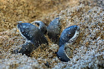 Three Leatherback turtle (Dermochelys coriacea) hatchlings emerging from nest on sandy beach, Grande Riviere, Trinidad Island, Trinidad & Tobago, Caribbean.