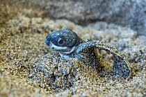 Leatherback turtle (Dermochelys coriacea) hatchling emerging from nest on sandy beach, Grande Riviere, Trinidad Island, Trinidad & Tobago, Caribbean.