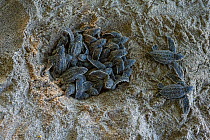 Leatherback turtle (Dermochelys coriacea) hatchlings emerging from nest on sandy beach, Grande Riviere, Trinidad Island, Trinidad & Tobago, Caribbean.