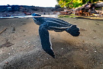 Leatherback turtle (Dermochelys coriacea) newly emerged hatchling swimming across a rainwater pool toward the sea, Grande Riviere, Trinidad Island, Trinidad & Tobago, Caribbean.