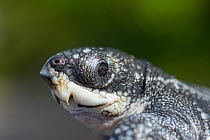 Leatherback turtle (Dermochelys coriacea) newly emerged hatchling with sharply pointed 'egg tooth' and serrated jaw visible, head portrait, Grande Riviere, Trinidad Island, Trinidad & Tobago...