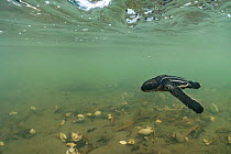 Leatherback turtle (Dermochelys coriacea) hatchling swimming across a rainwater pool, littered with empty eggshells, toward the sea minutes after leaving the nest, Grande Riviere, Trinidad Island, Tri...