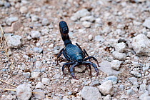 Black hairy thicktailed scorpion (Parabuthus villosus), Palmwag Conservancy, Damaraland, Namibia.