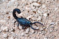 Black hairy thicktailed scorpion (Parabuthus villosus), Palmwag Conservancy, Damaraland, Namibia.