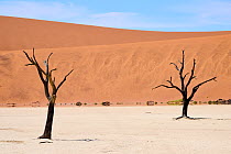 Ancient dead Camelthorn trees (Vachellia erioloba), Deadvlei Pan, Sossusvlei UNESCO World Heritage Site, Namib Naukluft National Park, Namibia.