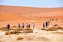 Tourists crossing sand dunes towards Deadvlei Pan, Sossusvlei UNESCO World Heritage Site, Namib-Naukluft National Park, Namibia.