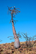 Leal's elephant's foot tree (Pachypodium lealii) in rocky desert, Damaraland, Namibia.