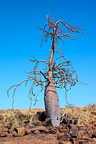 Leal's elephant's foot tree (Pachypodium lealii) in rocky desert, Damaraland, Namibia