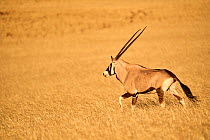 RF - Gemsbok (Oryx gazella) walking through grass in desert after wet season, Namib-Naukluft National Park, Namibia. (This image may be licensed either as rights managed or royalty free.)