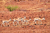 Springbok (Antidorcas marsupialis) herd walking through desert, Palmwag Conservancy, Damaraland, Namibia.