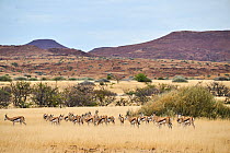 Springbok (Antidorcas marsupialis) walking through grassland, Palmwag Conservancy, Damaraland, Namibia.