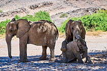 African desert elephant (Loxodonta africana) family group resting in the shade and playing, Hoanib River, Damaraland, Namibia.