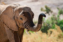 African desert elephant (Loxodonta africana), drinking from waterhole, Hoanib River, Damaraland, Namibia.