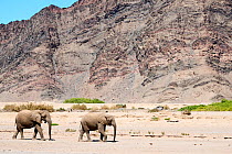 African desert elephant (Loxodonta africana) pair walking, Hoanib River, Damaraland, Namibia.