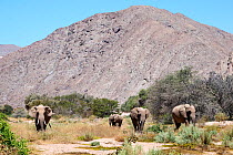 African desert elephant (Loxodonta africana) herd with calf walking, Hoanib River, Damaraland, Namibia.