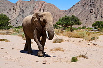African desert elephant (Loxodonta africana), walking and eating vegetation on the dry Hoanib Riverbed, Damaraland, Namibia.