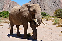 African desert elephant (Loxodonta africana) eating vegetation on the dry Hoanib Riverbed, Damaraland, Namibia.