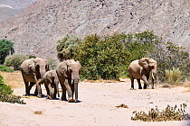 African desert elephant (Loxodonta africana) herd walking on the dry Hoanib Riverbed, Damaraland, Namibia.