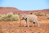 African desert elephant (Loxodonta africana) pregnant female walking in desert, Palmwag Conservancy, Damaraland, Namibia.