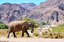 African desert elephant (Loxodonta africana) walking in dry Hoanib Riverbed, Damaraland, Namibia.