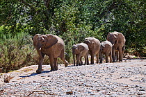 African desert elephant (Loxodonta africana) herd walking in line, Hoanib River, Damaraland, Namibia.