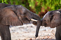 African desert elephant (Loxodonta africana) juveniles play fighting, Hoanib River, Damaraland, Namibia.