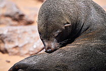 Cape fur seal (Arctocephalus pusillus)female grooming, Cape Cross Seal Reserve, Namibia.