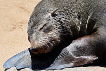 RF - Cape fur seal (Arctocephalus pusillus) female resting head on flipper, Cape Cross Seal Reserve, Namibia. (This image may be licensed either as rights managed or royalty free.)