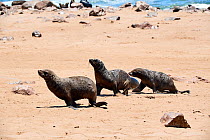 Cape fur seals (Arctocephalus pusillus) walking across beach, Cape Cross Seal Reserve, Namibia.