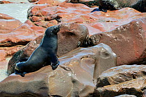 Cape fur seal (Arctocephalus pusillus) female resting on rock, Cape Cross Seal Reserve, Namibia.