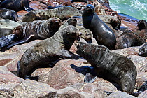 Cape fur seal (Arctocephalus pusillus) adults fighting, Cape Cross Seal Reserve, Namibia.