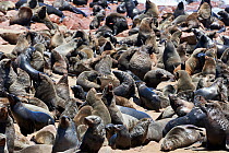 Cape fur seal (Arctocephalus pusillus) colony with adults calling, Cape Cross Seal Reserve, Namibia.