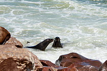 Cape fur seal (Arctocephalus pusillus) females in surf, Cape Cross Seal Reserve, Namibia.