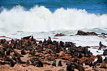 Cape fur seal (Arctocephalus pusillus) colony with waves crashing on rocks, Cape Cross Seal Reserve, Namibia.