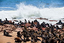 Cape fur seal (Arctocephalus pusillus) colony with waves crashing on rocks, Cape Cross Seal Reserve, Namibia.