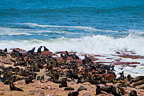 Cape fur seal (Arctocephalus pusillus) colony, Cape Cross Seal Reserve, Namibia.