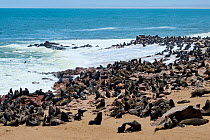 Cape fur seal (Arctocephalus pusillus) colony, Cape Cross Seal Reserve, Namibia.