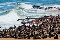RF - Cape fur seal (Arctocephalus pusillus) colony, Cape Cross Seal Reserve, Namibia. (This image may be licensed either as rights managed or royalty free.)