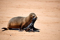 Cape fur seal (Arctocephalus pusillus) mother carrying newborn pup  Cape Cross Seal Reserve, Namibia