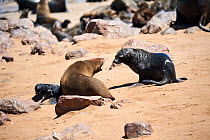 Cape fur seal (Arctocephalus pusillus) female with newborn pup barking at male in colony, Cape Cross Seal Reserve, Namibia.