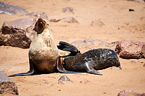 Cape fur seal (Arctocephalus pusillus) pup suckling from female, Cape Cross Seal Reserve, Namibia.