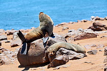 Cape fur seal (Arctocephalus pusillus) females resting on rocks, Cape Cross Seal Reserve, Namibia.